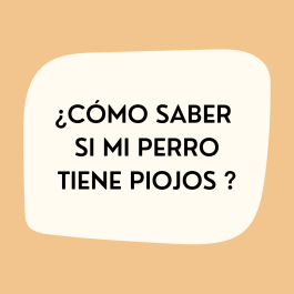 ¿Cómo saber que tiene piojos?