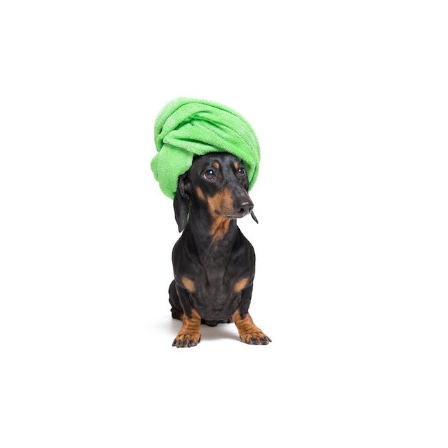¿Sabías que la frecuencia de baño de tu perro depende de su raza y nivel de actividad?