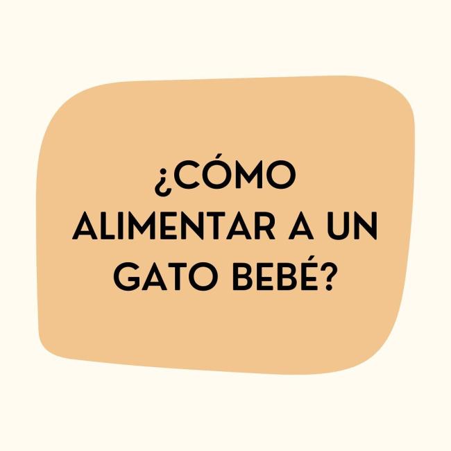 ¿Acabas de adoptar un gato bebé y no sabes cómo alimentarlo?