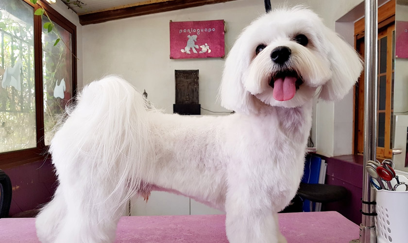 Ponloguapo