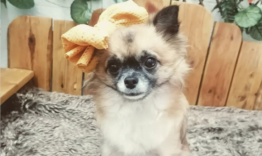 Salón de Belleza Canina Tyara