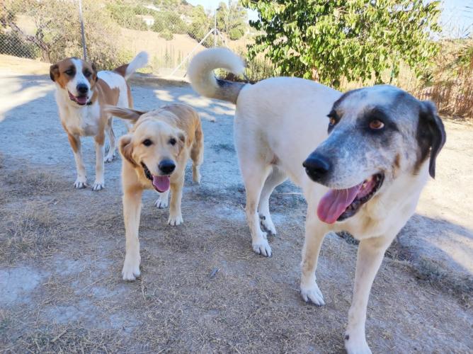 Home4udog Estepona|Dog boarding•Guarderia canina