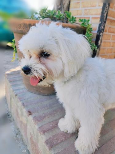 Home4udog Estepona|Dog boarding•Guarderia canina