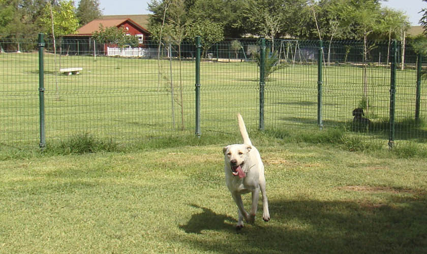 Canina y Felina Ruta de la Plata