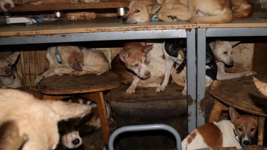 La policía japonesa cierra un recinto donde se encontraban164 perros en 30 metros cuadrados