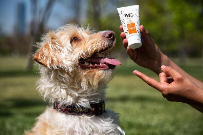 ¡Consejos para mantener a tu peludo protegido bajo el sol!