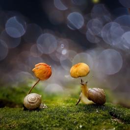 Observa cómo los animales se protegen de la lluvia en plena naturaleza.