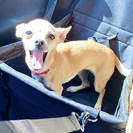 Que importante es que nuestros perros viajen seguros en coche