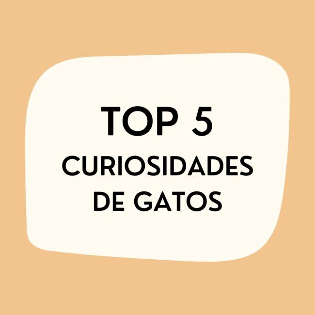 Top 5 curiosidades de gatos