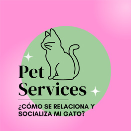 ¿A tu felino le cuesta socializar?