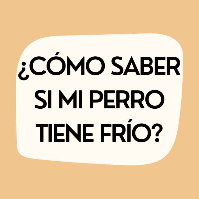 ¿Cómo saber si mi perro tiene frío?