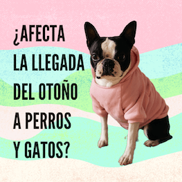 ¿Afecta la llegada del otoño a perros y gatos? 