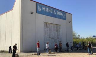 Murcia dog
