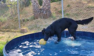 Home4udog Estepona|Dog boarding•Guarderia canina